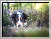 Border Collie, Wrzos, Leżący, Mordka