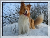 Border Collie, Śliczny, Piesek