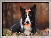 Border collie, Liście, Pies