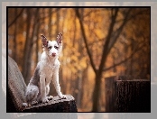 Ławka, Młody, Border collie