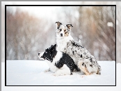 Śnieg, Border collie