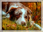 Odpoczynek, Border, Collie