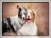 Border collie, Owczarek australijski