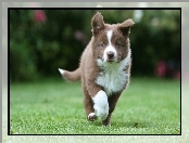 Park, Border, Collie