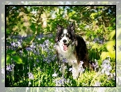 Border, Łąka, Pies, Collie