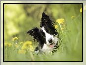 Łąka, Pies, Border Collie