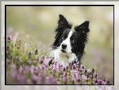 Łąka, Pies, Border Collie