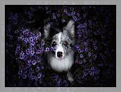 Border collie, Astry marcinki, Pies, Kwiaty