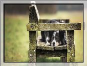 Ławka, Pies, Border collie