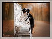 Border collie, Ławka, Pies, Biała