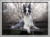 Border collie, Ławka, Pies, Mordka