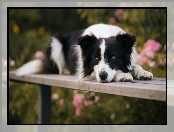 Border, Ławka, Pies, Collie