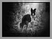 Border collie, Bokeh, Pies, Rośliny