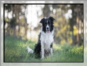 Border collie, Bokeh, Pies, Trawa