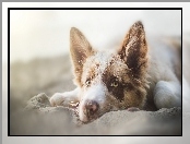 Pies, Border Collie