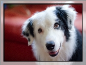Pies, Border Collie