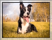 Border collie, Pies, Łąka