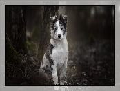 Border collie, Drzewa, Pies, Szczeniak