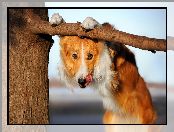 Border Collie, Drzewo, Pies, Język