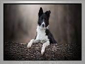 Border collie, Drzewo, Pies, Mordka