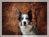 Border collie, Gałązki, Pies, Krzew