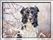 Border collie, Gałązki, Pies, Śnieg