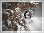 Border collie, Gałązki, Pies, Ośnieżone