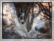 Border collie, Gałęzie, Pies, Mordka