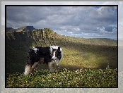 Border collie, Góry, Pies, Łąka