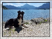 Border collie, Góry, Pies, Jezioro