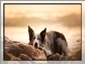 Border collie, Kamienie, Pies, Mordka