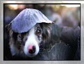 Border Collie, Kapusty, Pies, Liść
