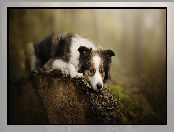 Border collie, Kłoda, Pies, Mordka