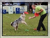 Border Collie, Kobieta, Pies, Frisbee