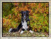 Border collie, Krzew, Pies, Jesień