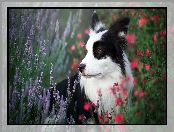 Border collie, Kwiaty, Pies, Łąka