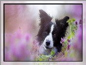 Border, Kwiaty, Pies, Collie
