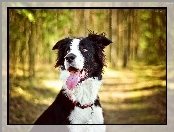 Border collie, Las, Pies, Jęzor