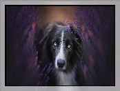 Border collie, Lawenda, Pies, Mordka