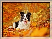 Border Collie, Liście, Pies, Jesień