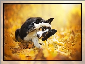 Border collie, Liście, Pies, Żółte