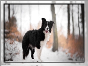 Border collie, Śnieg, Pies, Drzewa