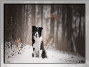 Border collie, Śnieg, Pies, Las