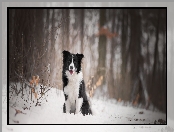 Border collie, Śnieg, Pies, Las