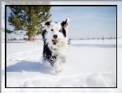 Border Collie, Śnieg, Pies, Zima