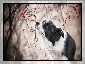 Border collie, Owoce, Pies, Gałązki