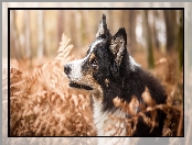 Border collie, Paprocie, Pies, Rośliny