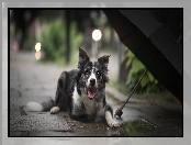 Border collie, Parasol, Pies, Chodnik