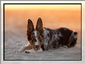 Border collie, Piasek, Pies, Plaża