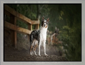 Border collie, Płot, Pies, Droga